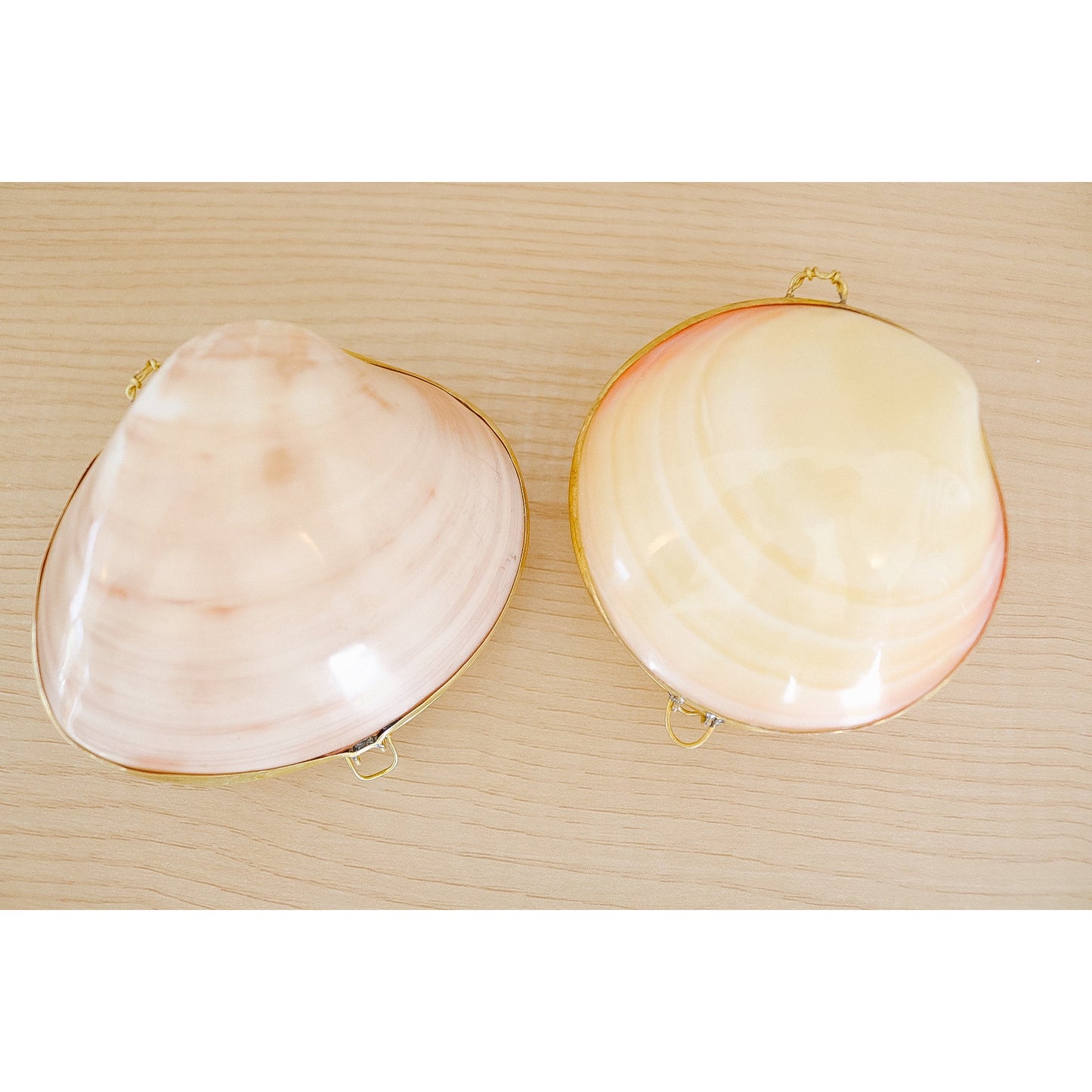 Pecten Shell Trinket Purse Necklace - Large